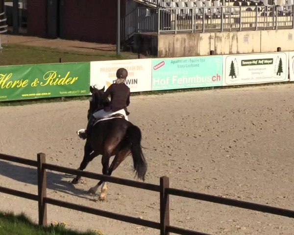 Reitturnier Westergellersen 2021
