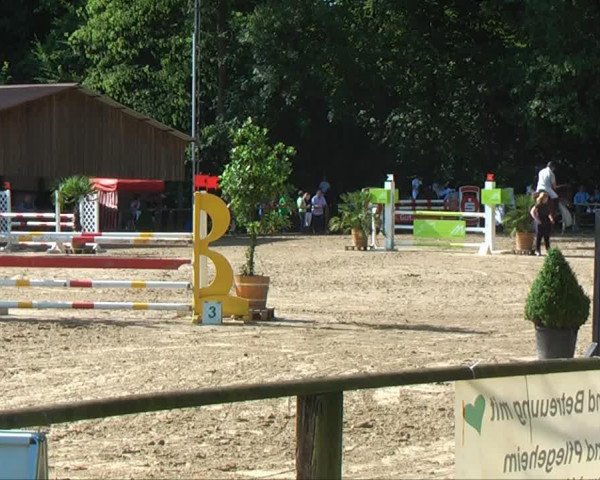 jumper Platon 16 (Westphalian, 1995, from Piquet)