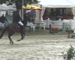 jumper Stalino 3 (Oldenburg, 2005, from Stakkato Gold)