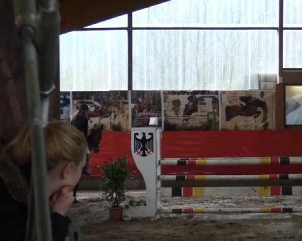 broodmare Farina Finale (Oldenburg, 2006, from Florencio I)