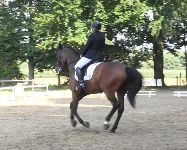 Dressurpferd Rodario (Westfale, 2004, von Rosario 37)