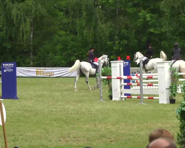 jumper Ronaldo 54 (Württemberger, 1998, from Rhodos)