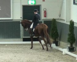 dressage horse Landliebe 36 (Westphalian, 2004, from Londonderry)