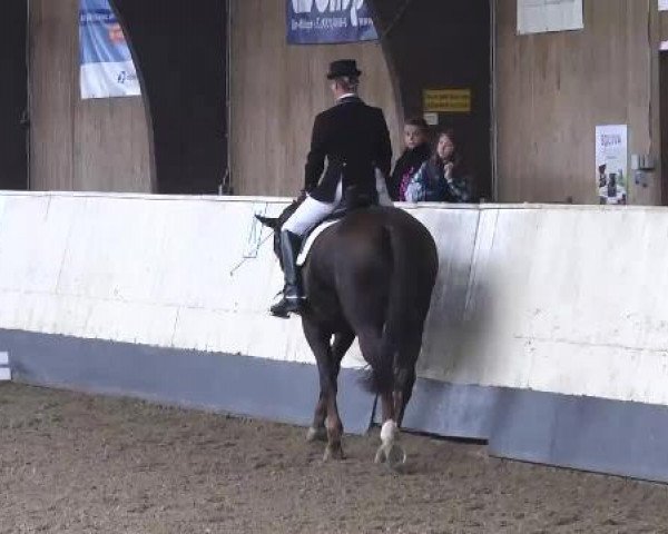 dressage horse Fabriana 15 (Hanoverian, 2003, from Fabriano)