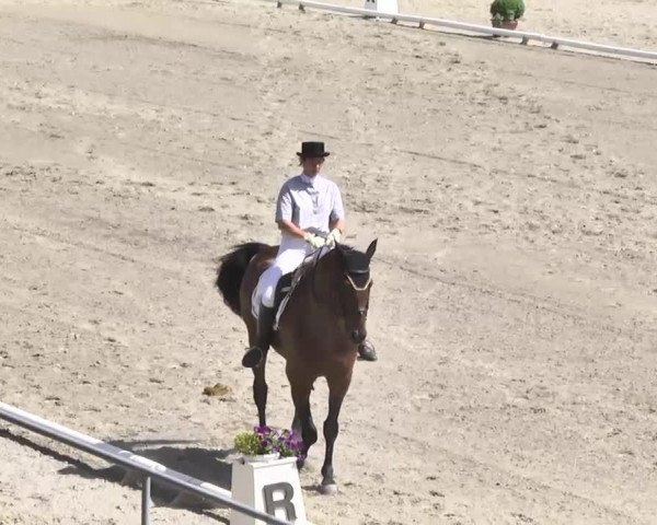dressage horse Liberty Dance 2 (Hanoverian, 2000, from Likoto xx)