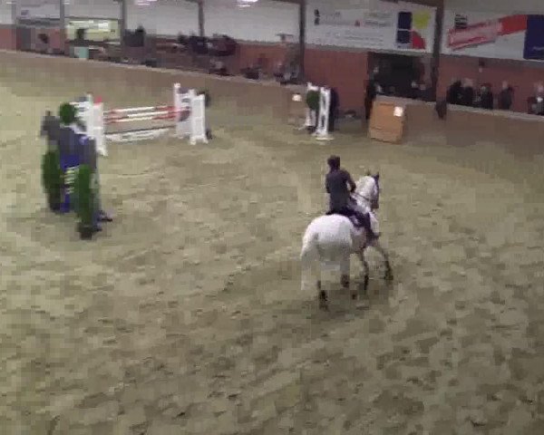 Cavallo da salto Casper de Luxe 2 (Cavallo Sportivo Tedesco, 2004, di Cellestial)