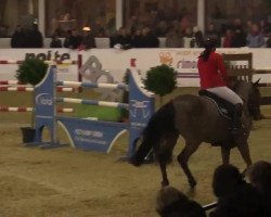 broodmare Sara III (Holsteiner, 2002, from Cash and Carry)