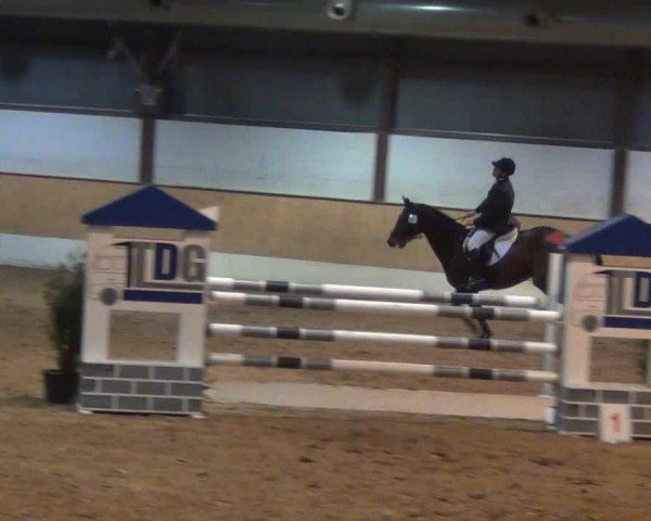 jumper Condor BS (Holsteiner, 2004, from Chello I)