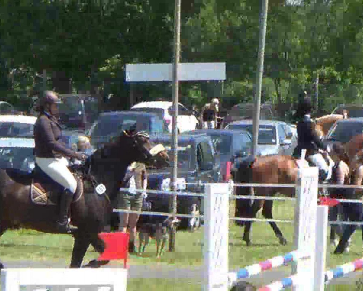 broodmare Silva (Holsteiner, 2002, from Lancer II)