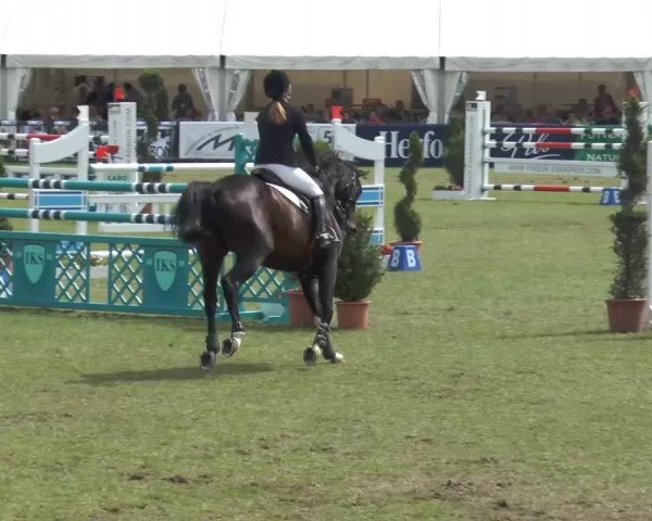 Skokan Calina 58 (Hannoverský, 2002, od Contendro I)