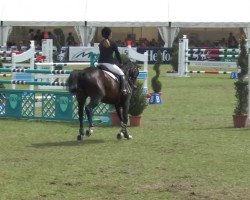 jumper Calina 58 (Hanoverian, 2002, from Contendro I)