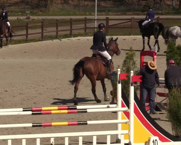 Reitturnier Westergellersen 2021
