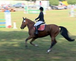 dressage horse Benissa (Oldenburg, 2004, from Balou du Rouet)