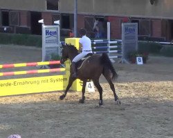 Springpferd Carcasonne (Oldenburger, 2004, von Cordalme Z)