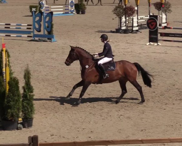 Reitturnier Westergellersen 2021