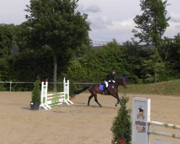 horse Colina 17 (Rhinelander, 2001, from Cordino)