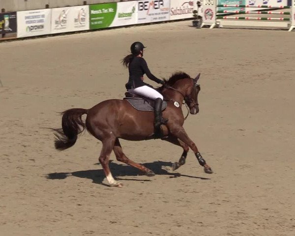 Reitturnier Westergellersen 2021