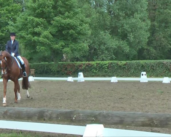 dressage horse Lewinio (Westphalian, 1998, from Lamoureux I)