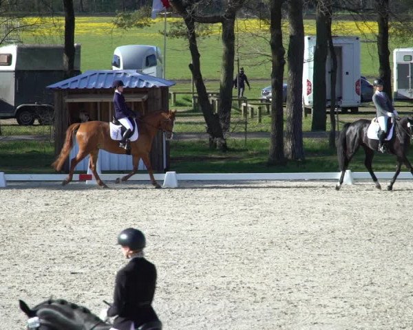Reitturnier Westergellersen 2021