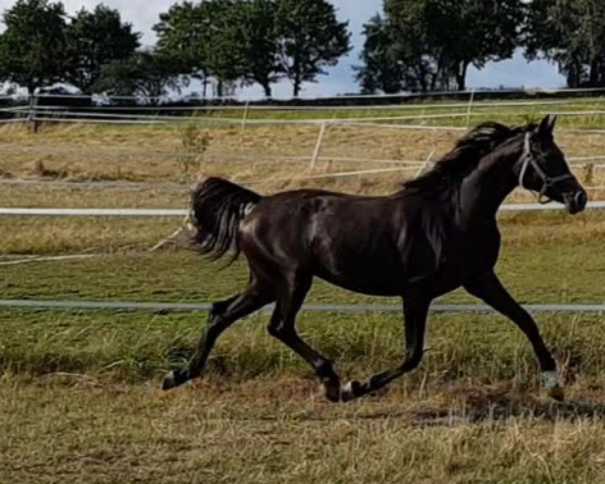 Caballo de Doma Cappuccina G 3 (Caballo de Deporte Alemán, 2017, de Ricardo Star)