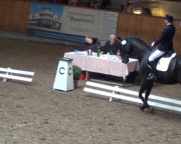 dressage horse Espen 5 (Mecklenburg, 1997, from Ex Libris)