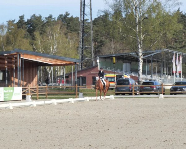 Reitturnier Westergellersen 2021