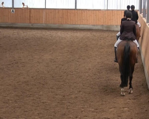 jumper Caprice (Westphalian, 1998, from Casaretto)