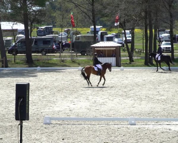 Reitturnier Westergellersen 2021