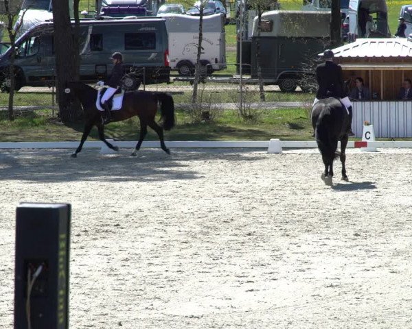Reitturnier Westergellersen 2021