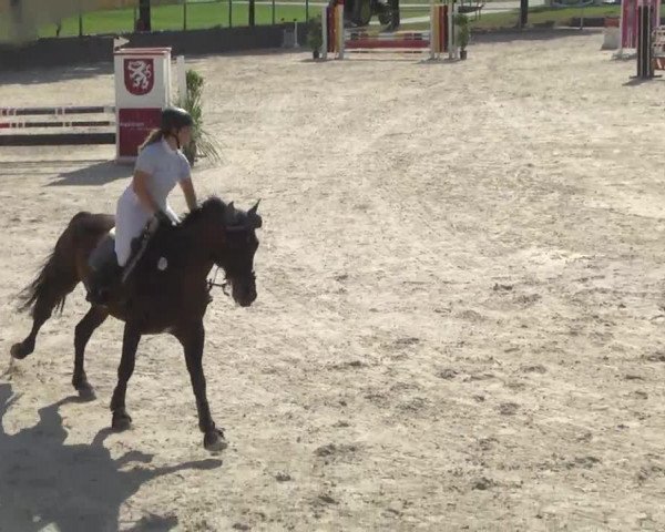 jumper Sandros Larome (Oldenburg, 2003, from Sandro Song)