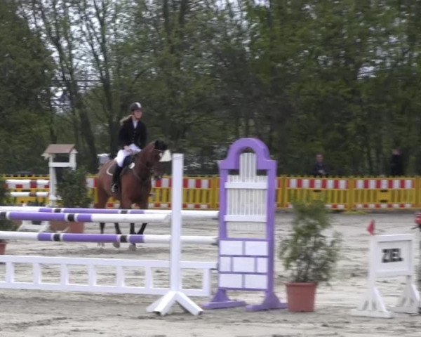 jumper Sanssoucis 4 (Oldenburg, 2003, from Sion)