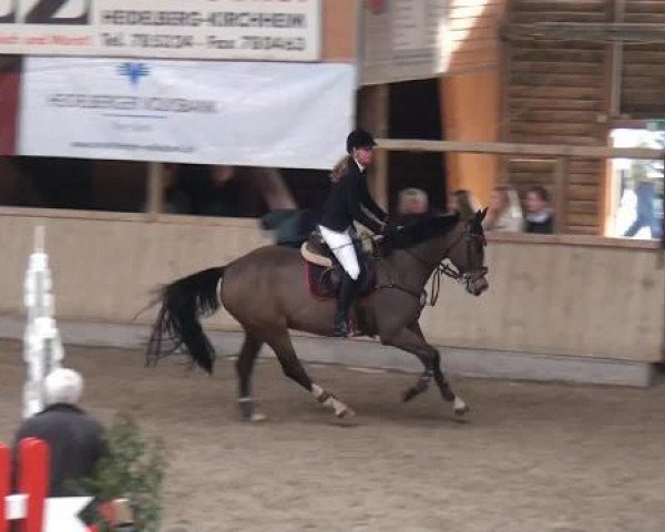 jumper All the time (Hanoverian, 2002, from Adlantus As FRH)
