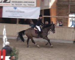 jumper All the time (Hanoverian, 2002, from Adlantus As FRH)