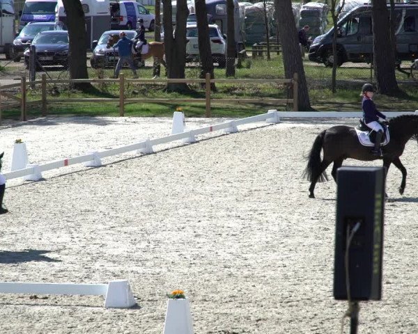 Reitturnier Westergellersen 2021