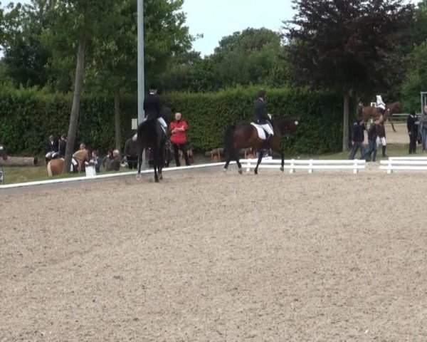 dressage horse Sidney 178 (Westphalian, 2010, from Son of Cologne)