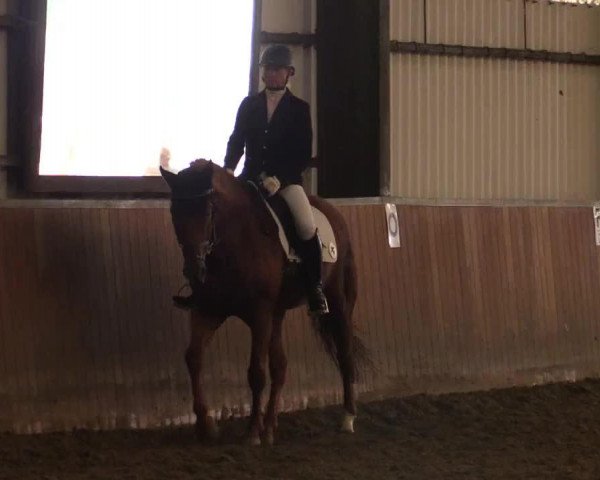 dressage horse Benice (Hanoverian, 1996, from Brentano II)