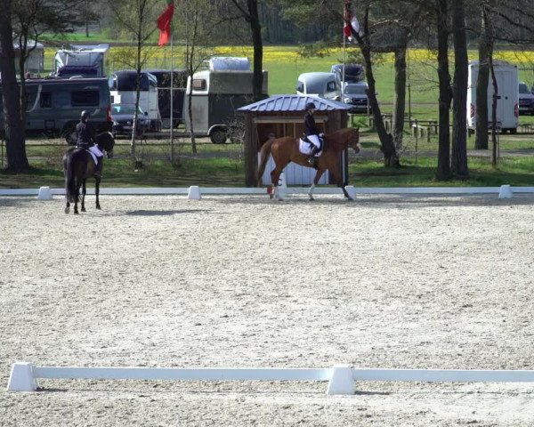 Reitturnier Westergellersen 2021