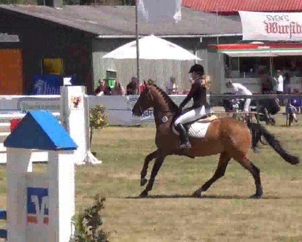 Springpferd Cash Call (Hannoveraner, 2002, von Cambridge)