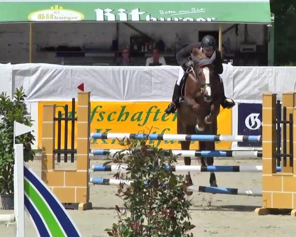 broodmare Roberta 22 (Holsteiner, 2001, from Barnaul xx)
