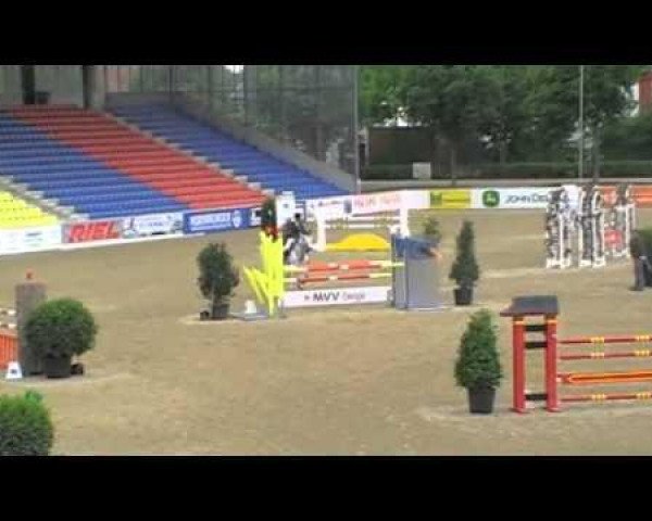 jumper Paradiso 21 (KWPN (Royal Dutch Sporthorse), 1997, from Concorde)