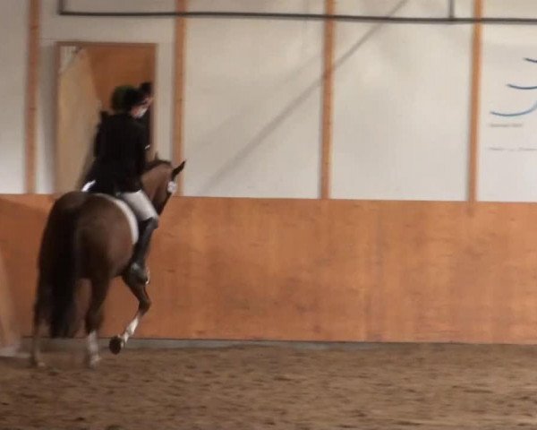 horse Fernando 633 (Hanoverian, 2003, from Fast Eddy xx)