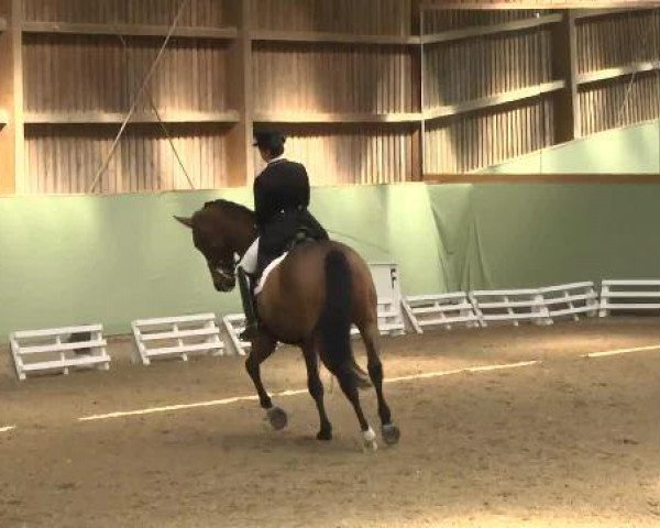 dressage horse Zelano (Saxony-Anhaltiner, 2000, from Zenturio)