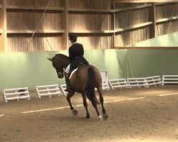 dressage horse Zelano (Saxony-Anhaltiner, 2000, from Zenturio)