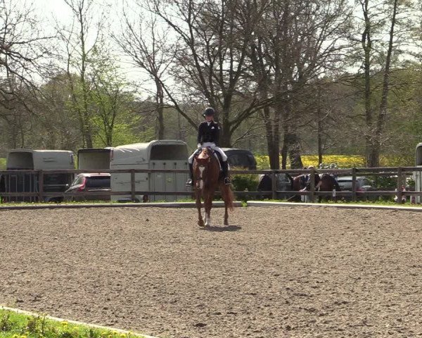 Reitturnier Schwanewede 2021