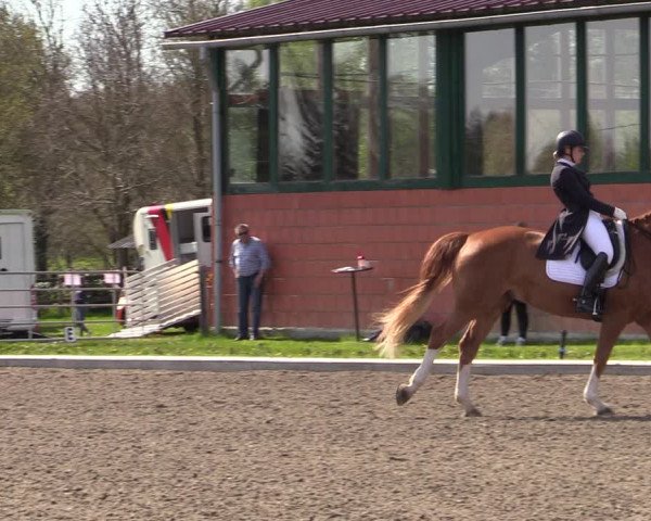 Reitturnier Schwanewede 2021