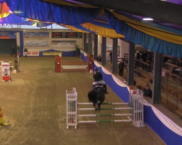 jumper Aston Martin (Hanoverian, 2001, from Adlantus As FRH)