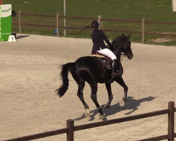 Reitturnier Westergellersen 2021
