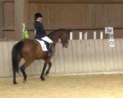 dressage horse Una 22 (Holsteiner, 2004, from Aljano)