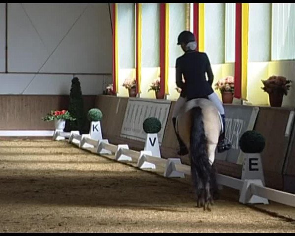 broodmare Tasja (German Riding Pony, 2001, from Top King)