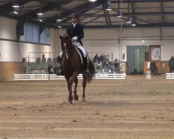 dressage horse Donaldson OLD (Oldenburg, 2006, from Dimaggio)